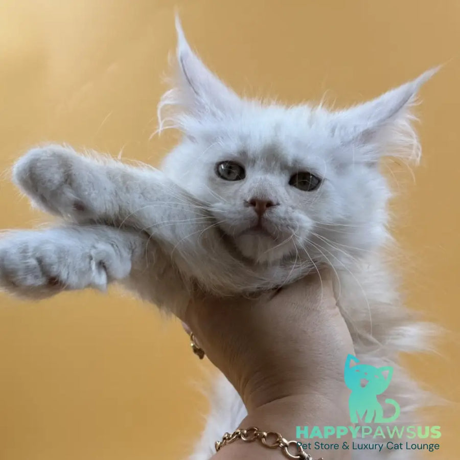 Everest Maine Coon male red silver - live animals