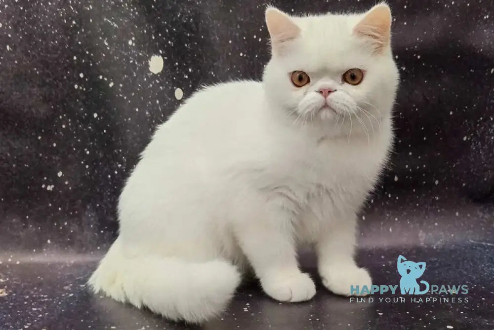 Everiy Persian male white live animals