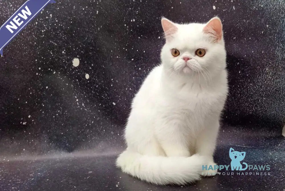 Everiy Persian male white live animals