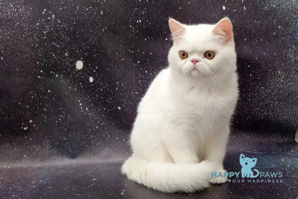 Everiy Persian male white live animals