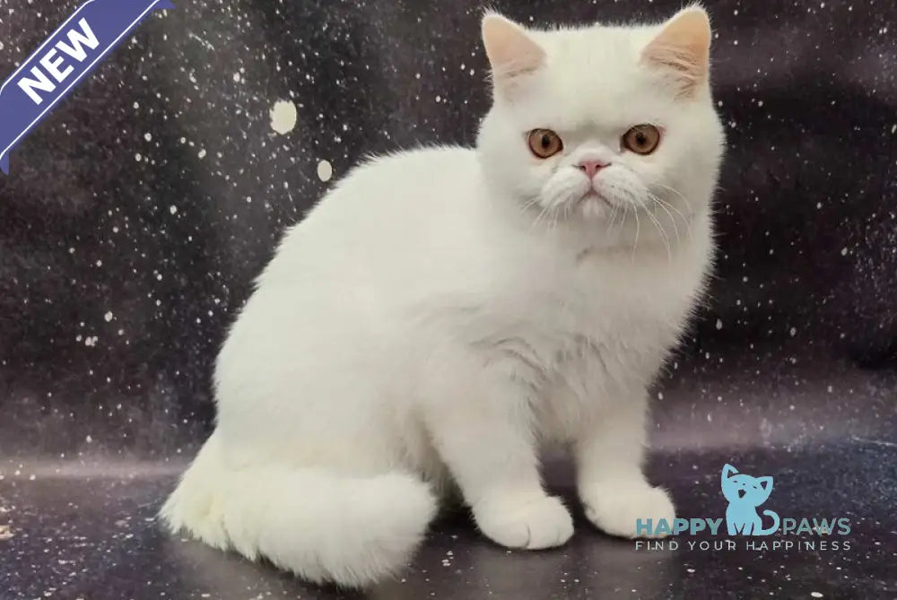 Everiy Persian male white live animals
