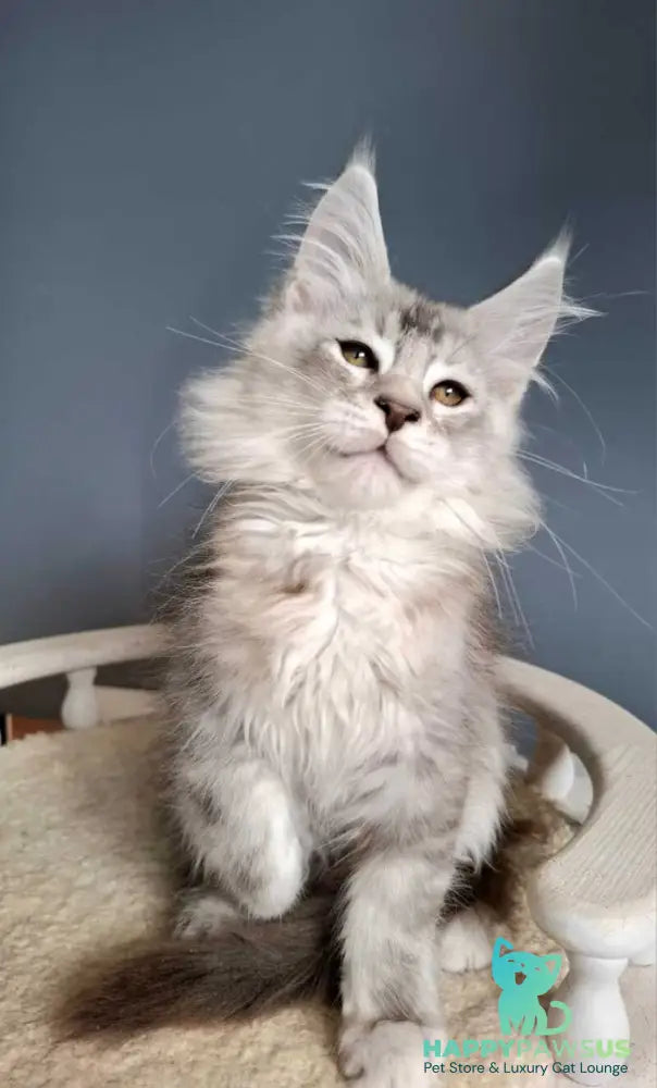 Everton Maine Coon male black silver ticked tabby - live animals