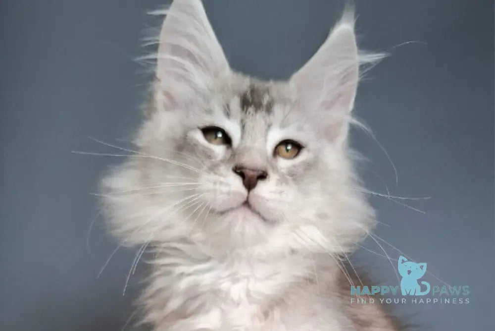 Everton Maine Coon male black silver ticked tabby - live animals