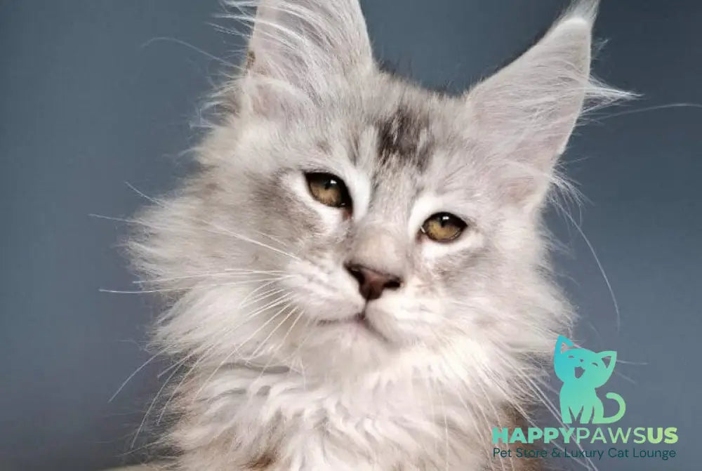 Everton Maine Coon male black silver ticked tabby - live animals