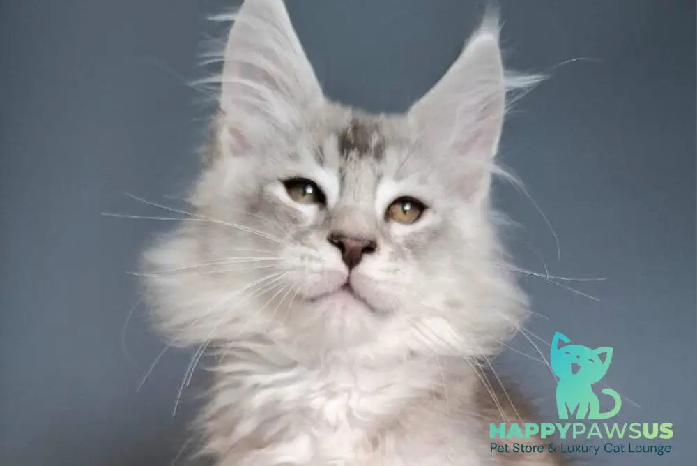 Everton Maine Coon male black silver ticked tabby - live animals