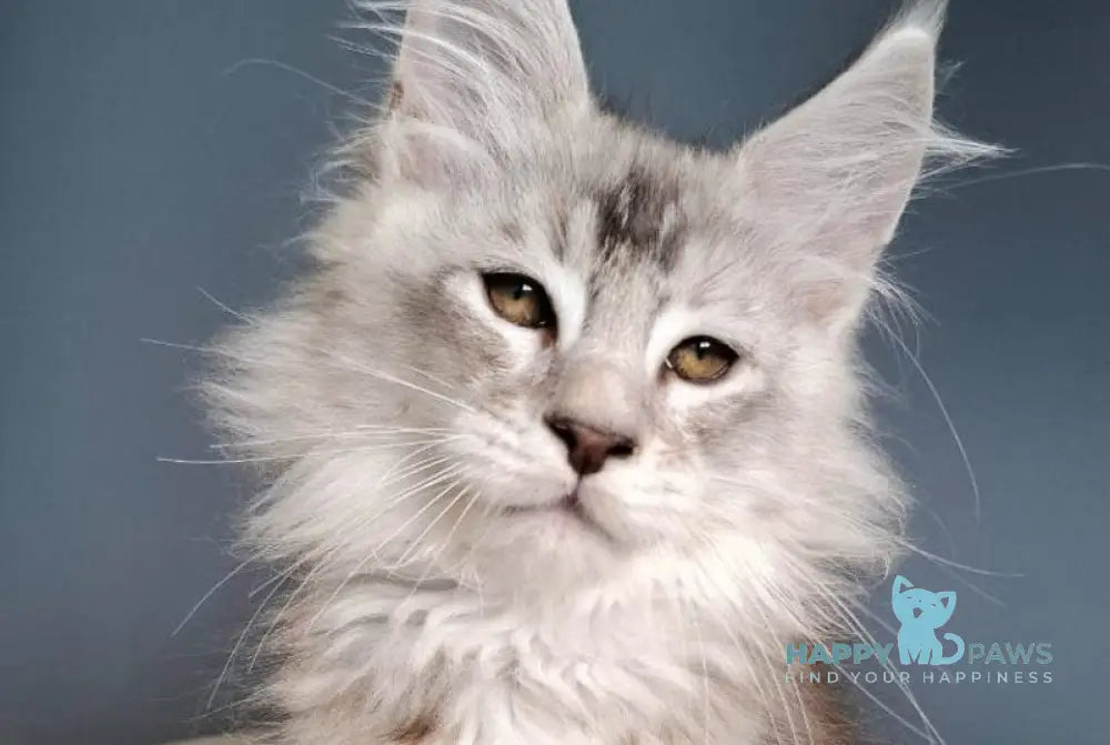 Everton Maine Coon male black silver ticked tabby - live animals
