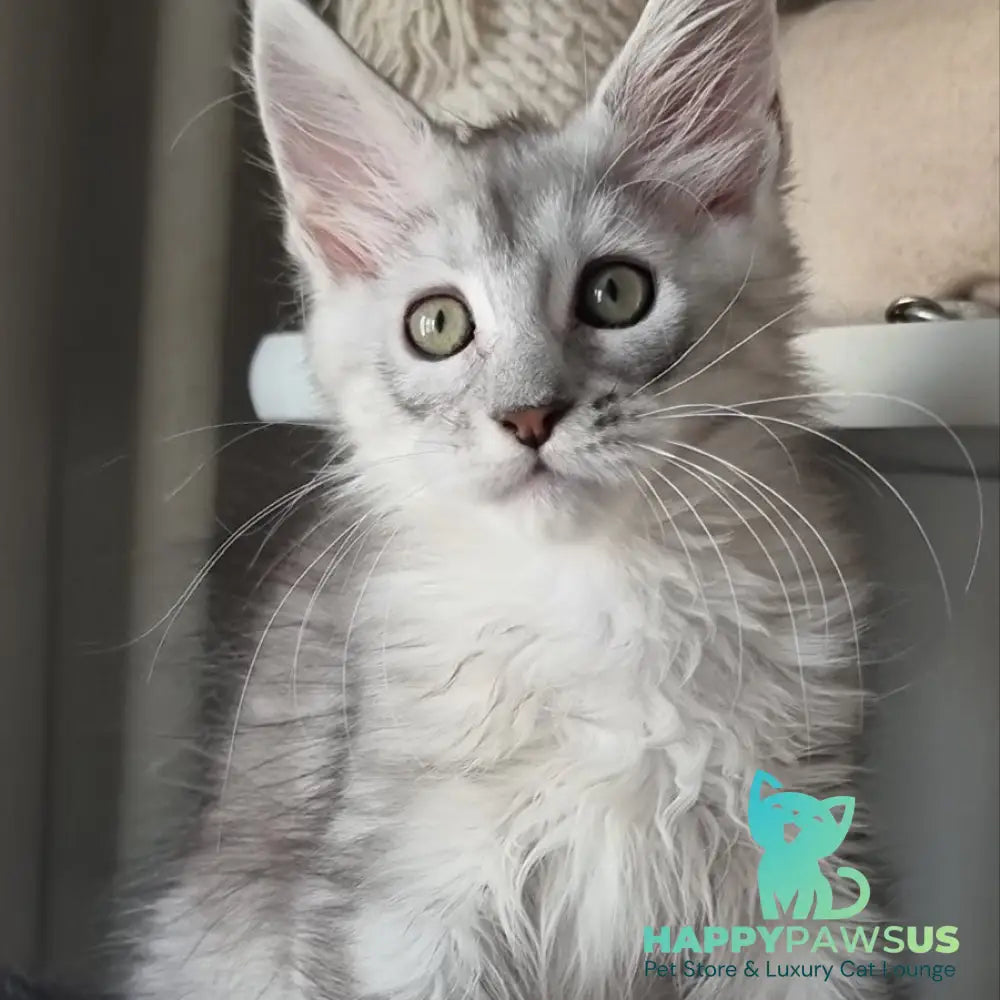 Eveta Maine Coon female black silver tabby - live animals