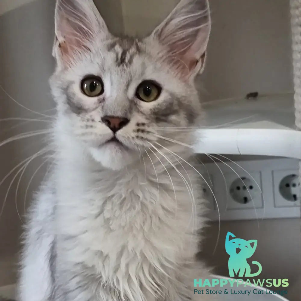 Eveta Maine Coon female black silver tabby - live animals