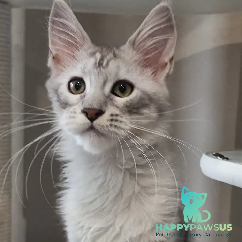 Eveta Maine Coon female black silver tabby - live animals
