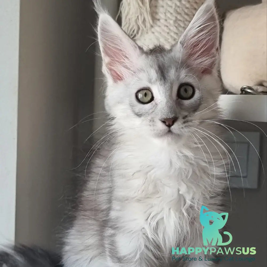 Eveta Maine Coon female black silver tabby - live animals