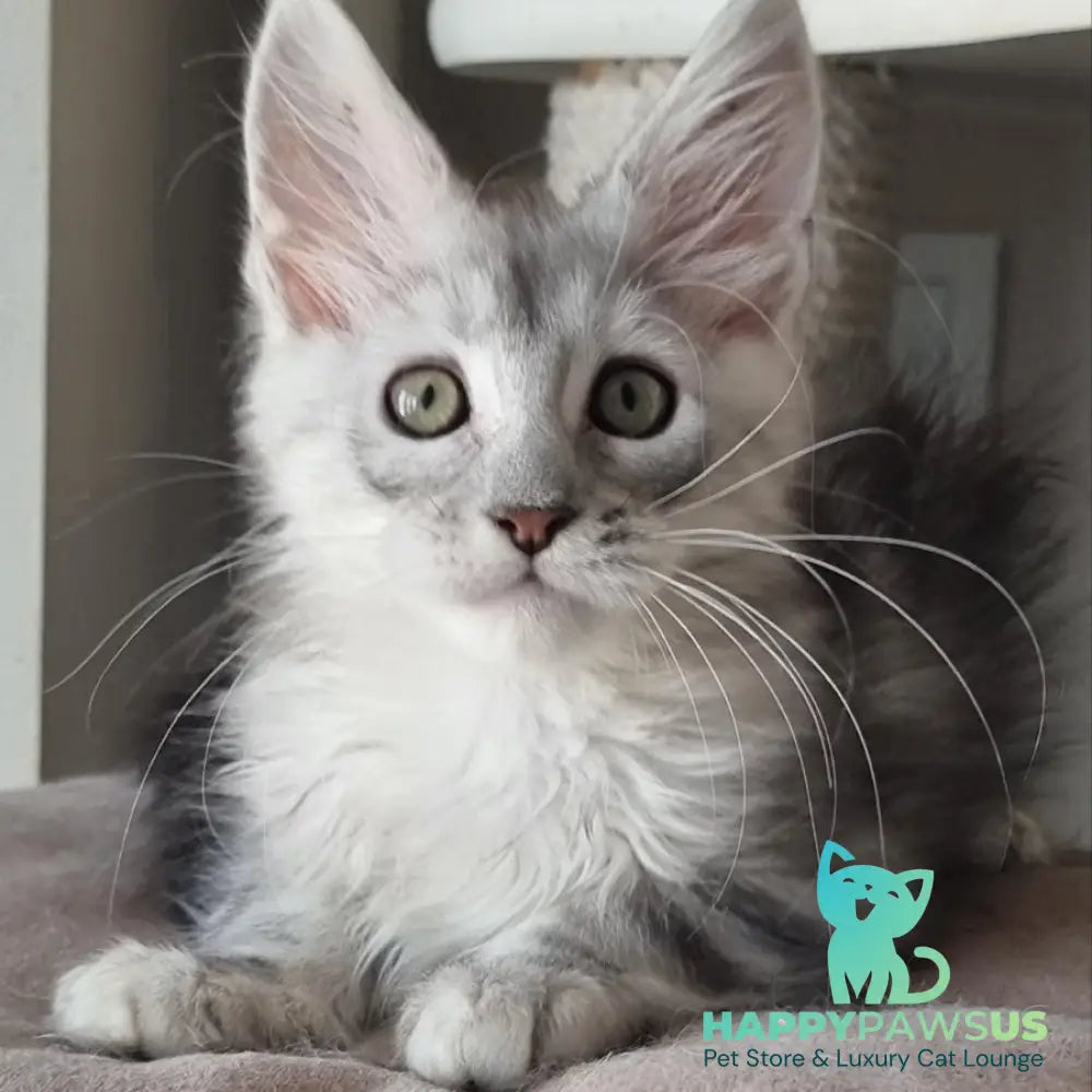 Eveta Maine Coon female black silver tabby - live animals