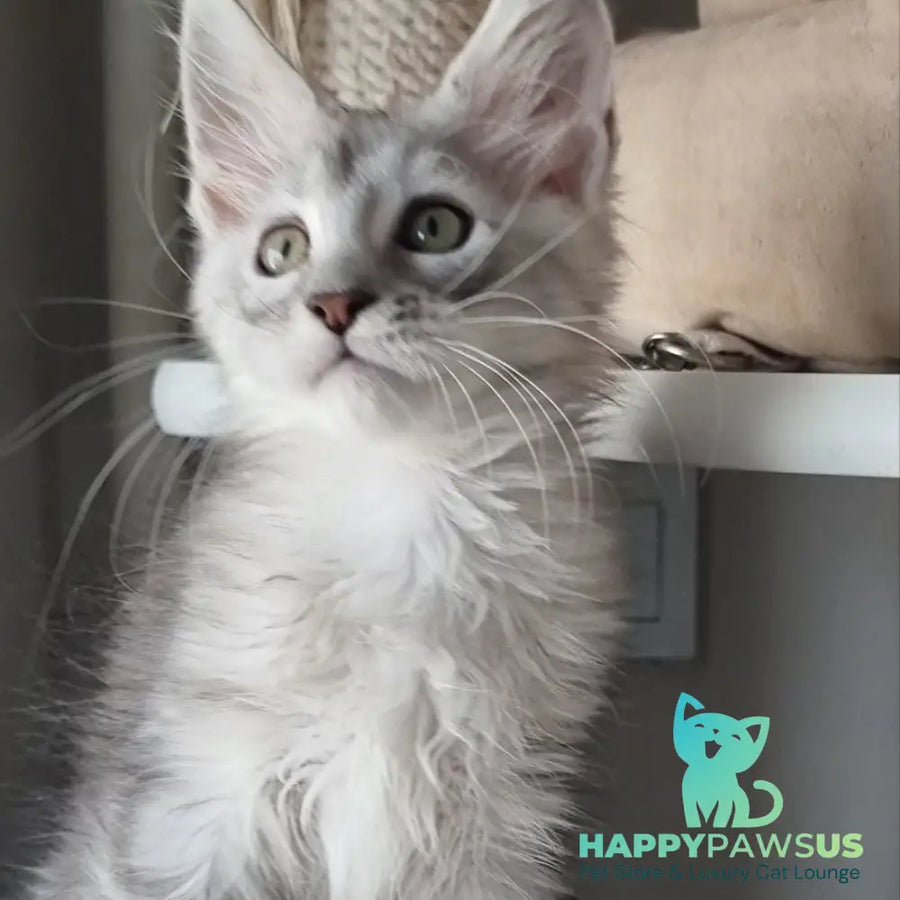 Eveta Maine Coon female black silver tabby - live animals