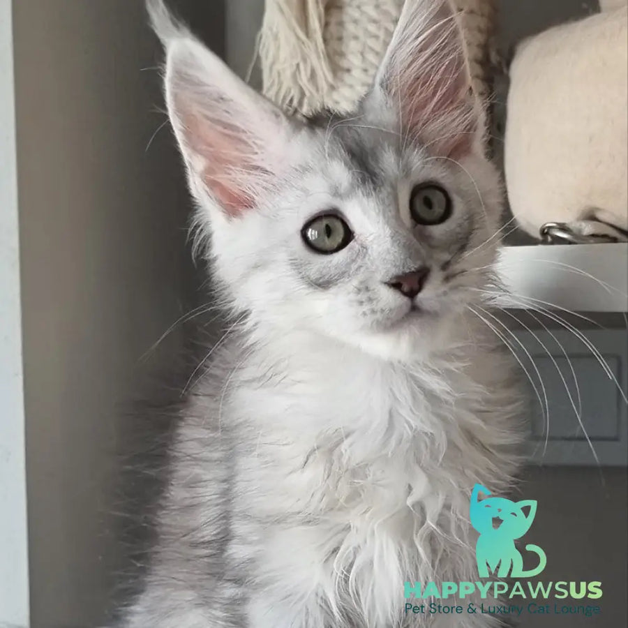 Eveta Maine Coon female black silver tabby - live animals