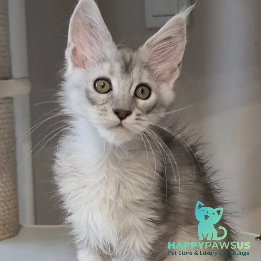 Eveta Maine Coon female black silver tabby - live animals