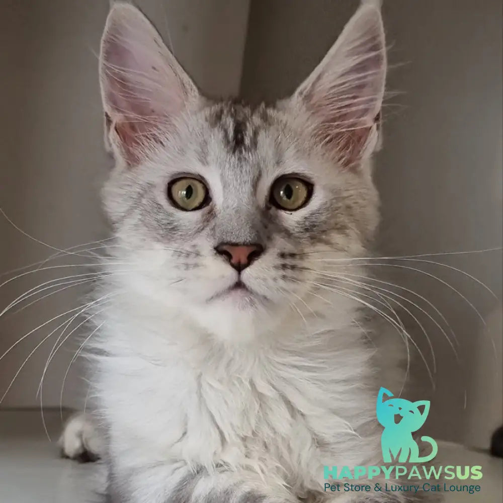 Eveta Maine Coon female black silver tabby - live animals