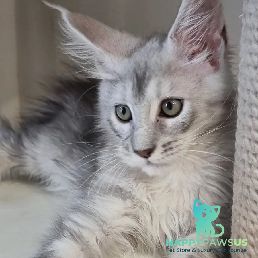Eveta Maine Coon female black silver tabby - live animals