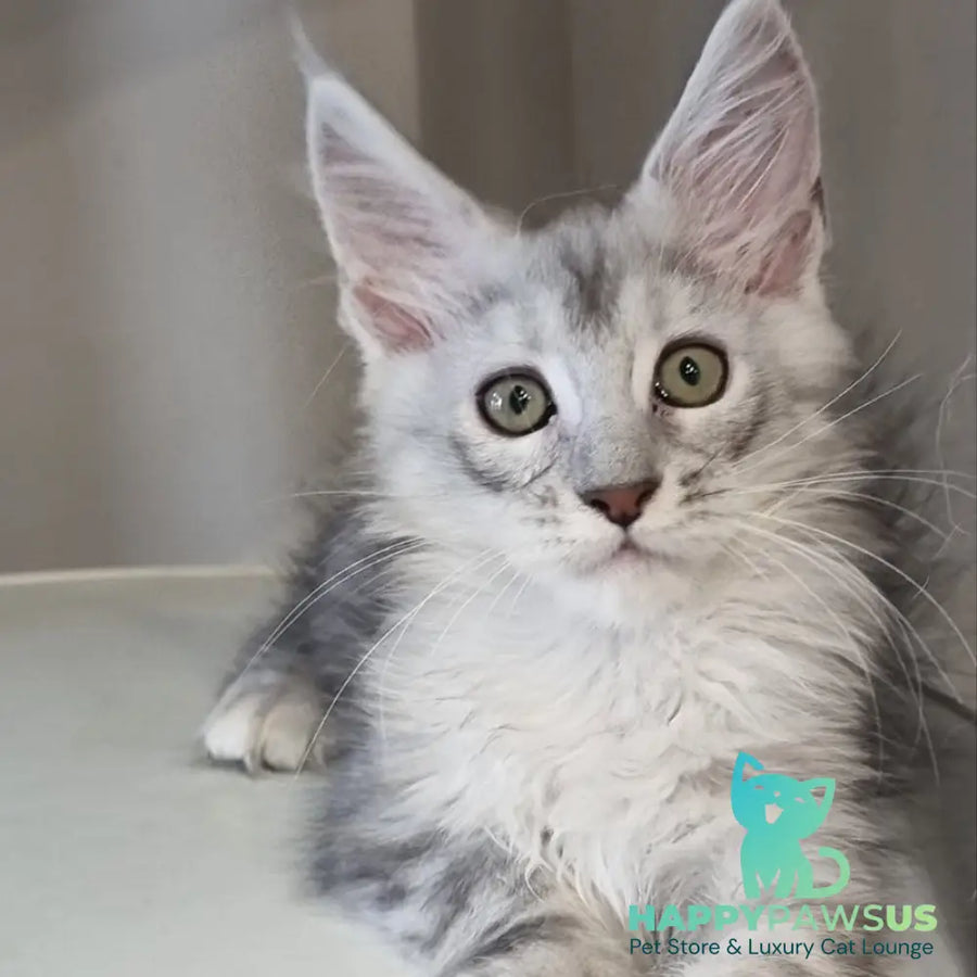 Eveta Maine Coon female black silver tabby - live animals