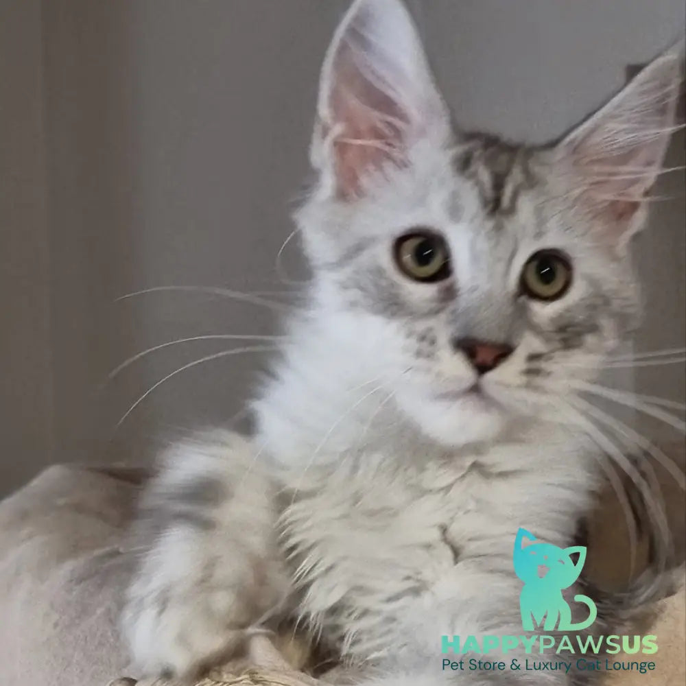 Eveta Maine Coon female black silver tabby - live animals