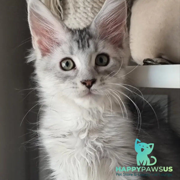 Eveta Maine Coon female black silver tabby - live animals