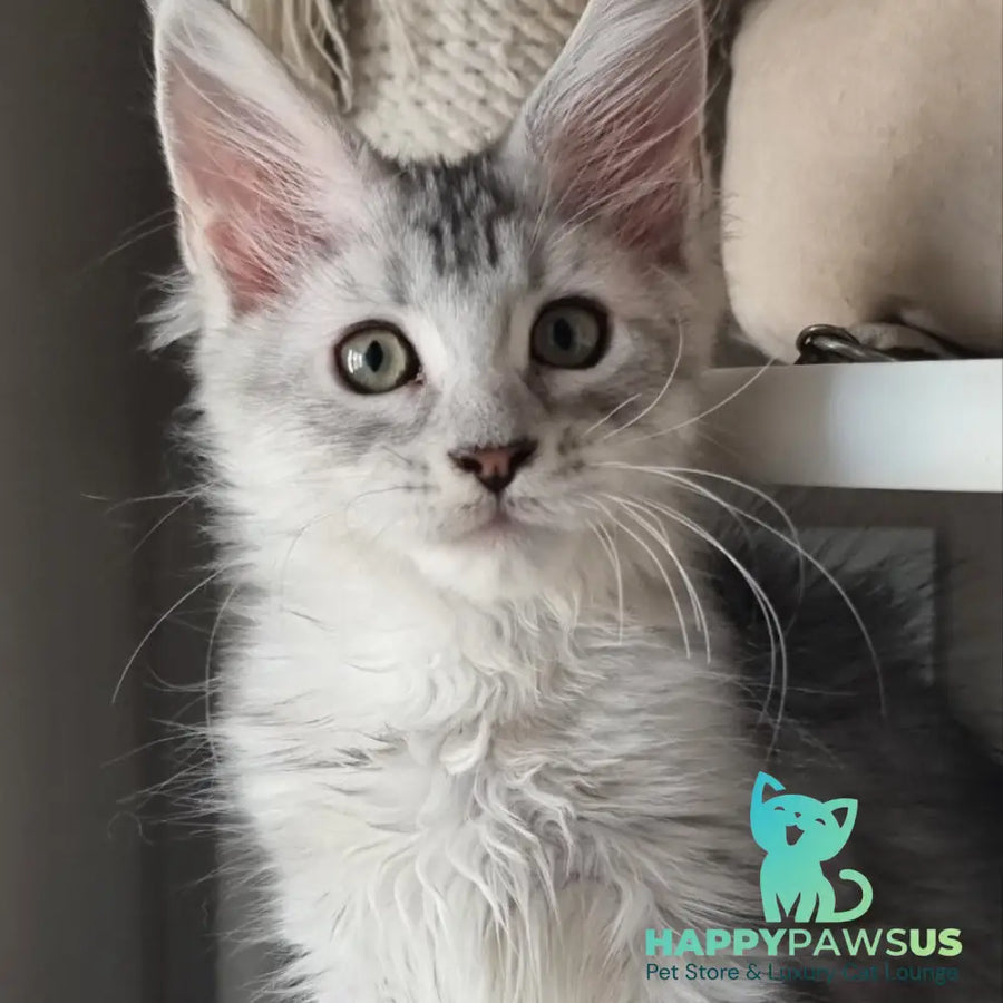Eveta Maine Coon female black silver tabby - live animals