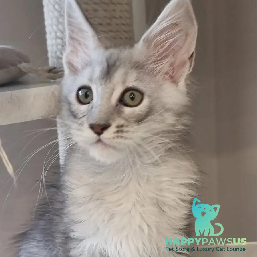 Eveta Maine Coon female black silver tabby - live animals