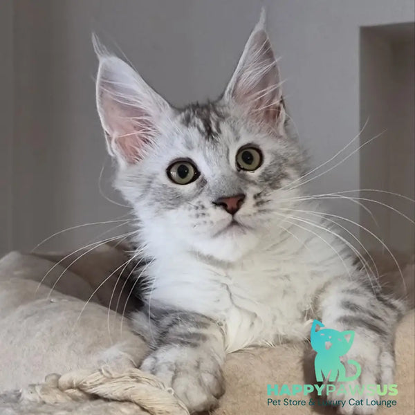 Eveta Maine Coon female black silver tabby - live animals