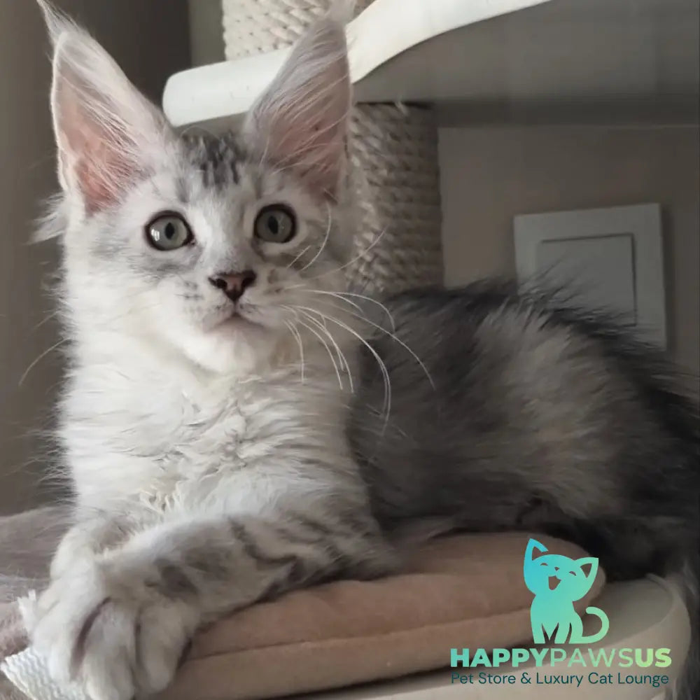 Eveta Maine Coon female black silver tabby - live animals