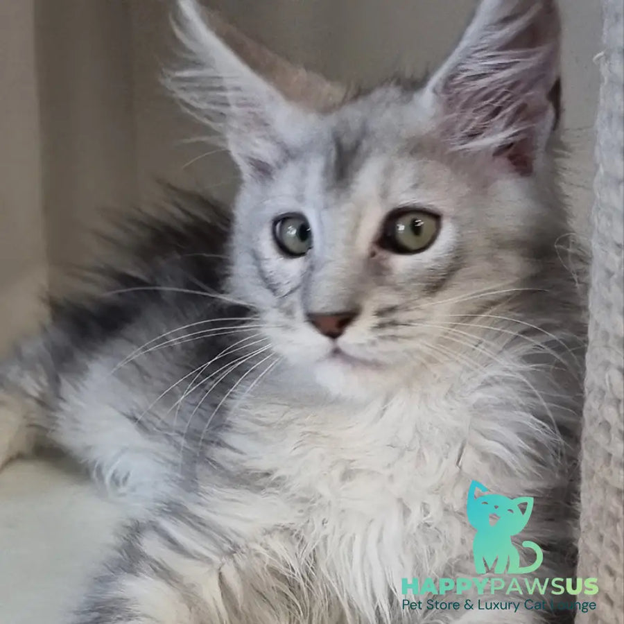 Eveta Maine Coon female black silver tabby - live animals