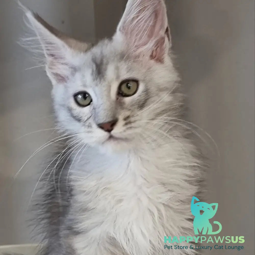 Eveta Maine Coon female black silver tabby - live animals