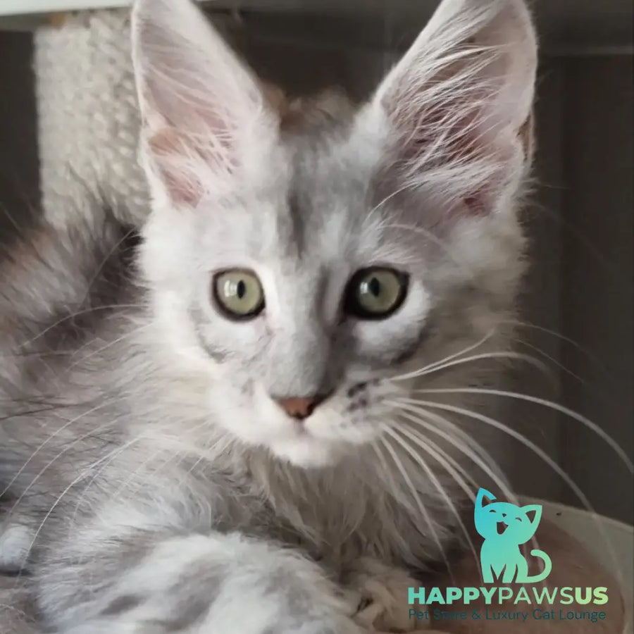 Eveta Maine Coon female black silver tabby - live animals
