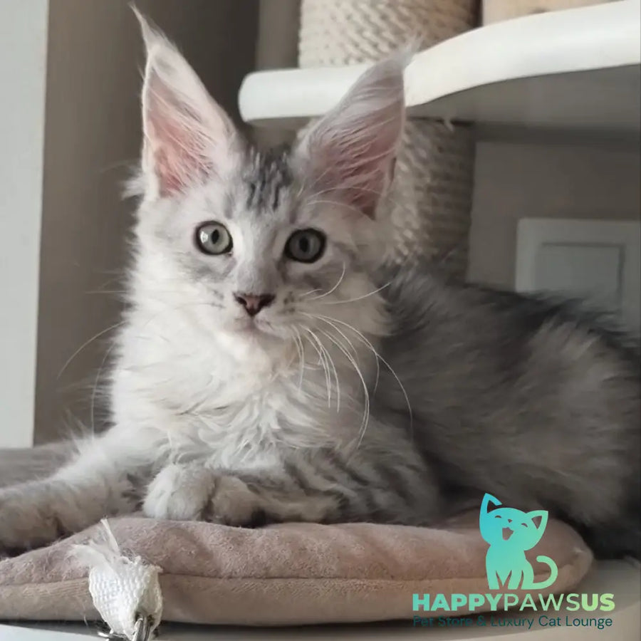 Eveta Maine Coon female black silver tabby - live animals