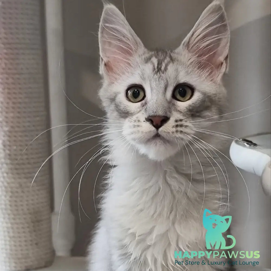 Eveta Maine Coon female black silver tabby - live animals