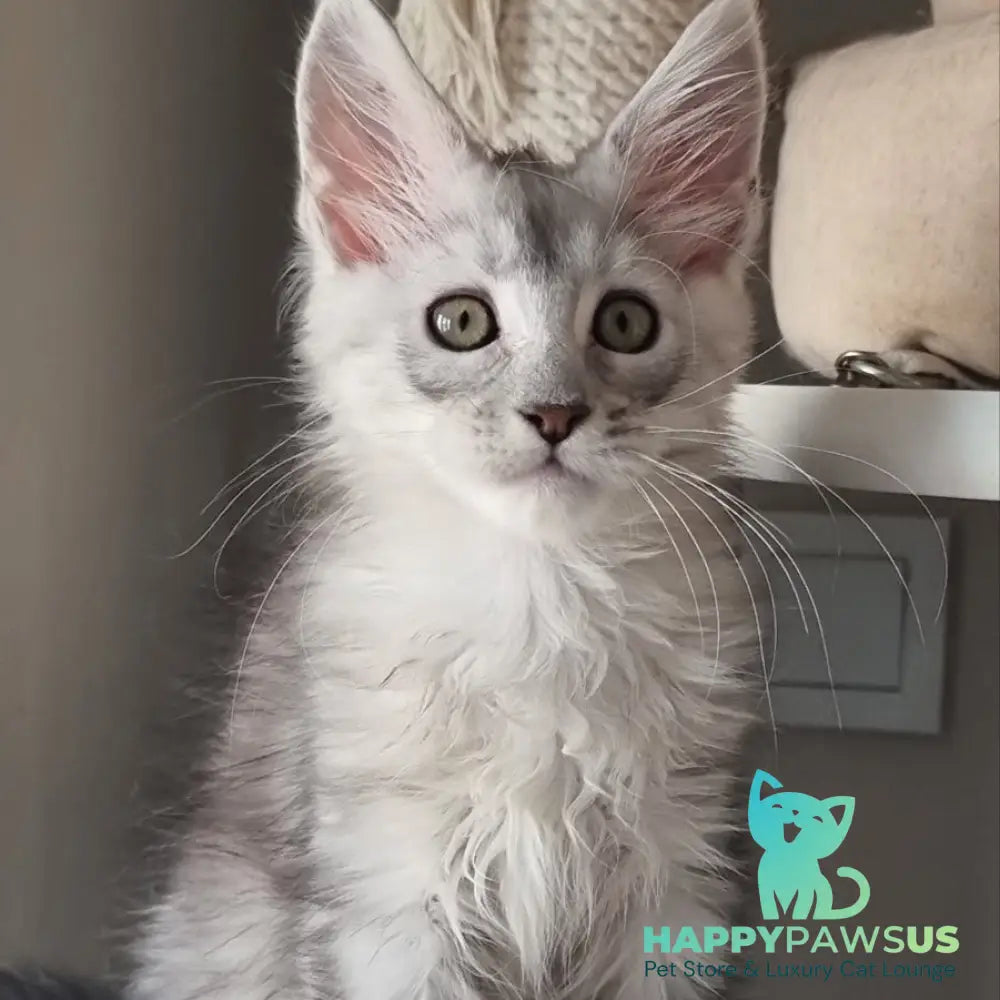 Eveta Maine Coon female black silver tabby - live animals