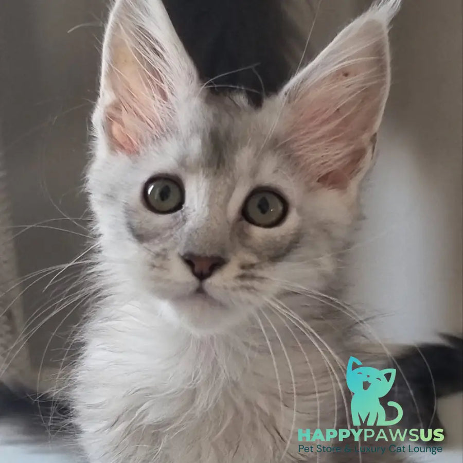 Eveta Maine Coon female black silver tabby - live animals