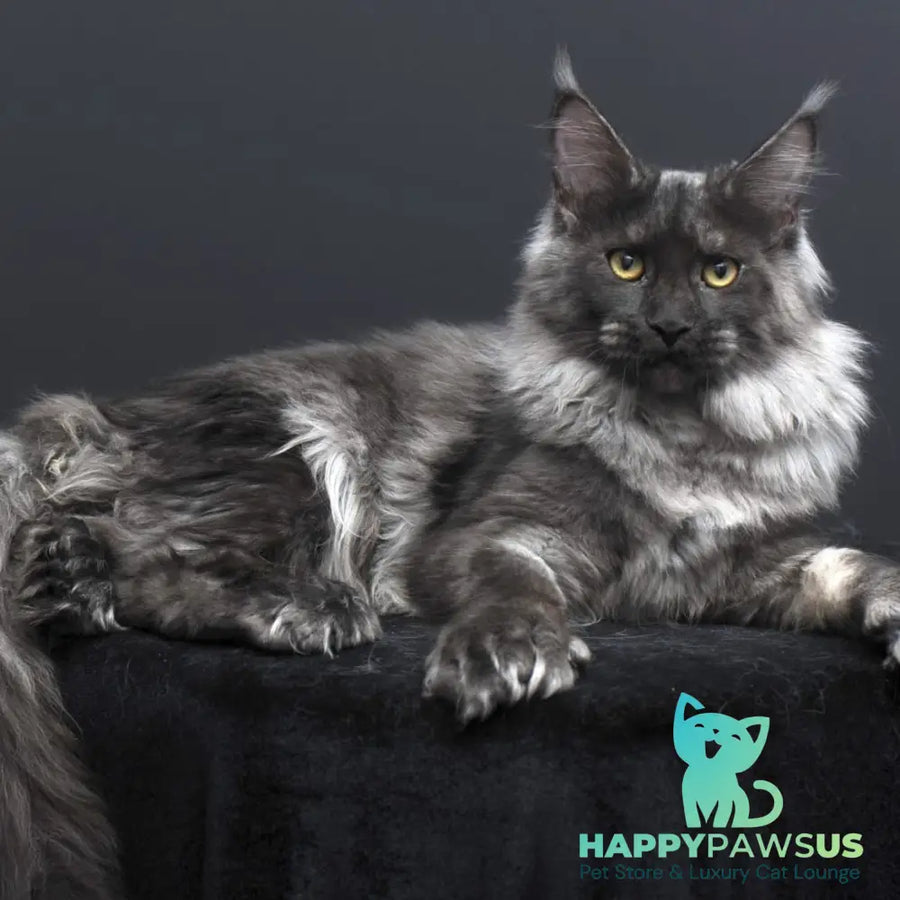 Evgeniy Maine Coon polydactyl 6x6x6x6 male black silver - live animals