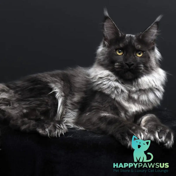 Evgeniy Maine Coon polydactyl 6x6x6x6 male black silver - live animals