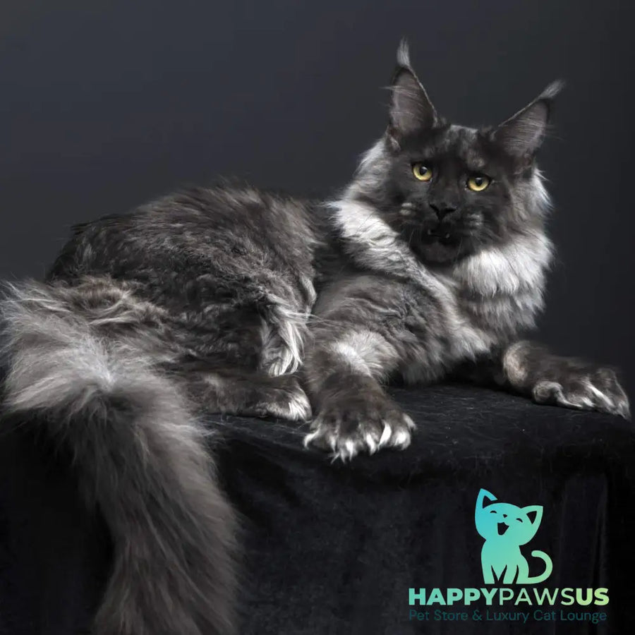Evgeniy Maine Coon polydactyl 6x6x6x6 male black silver - live animals