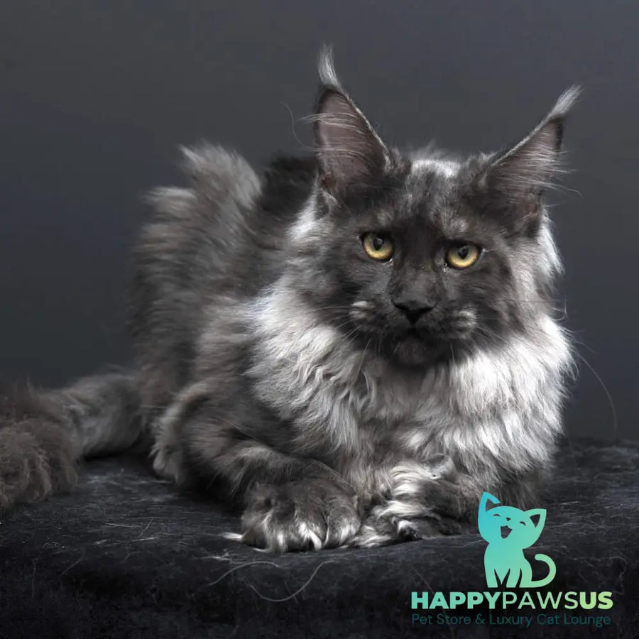 Evgeniy Maine Coon polydactyl 6x6x6x6 male black silver - live animals