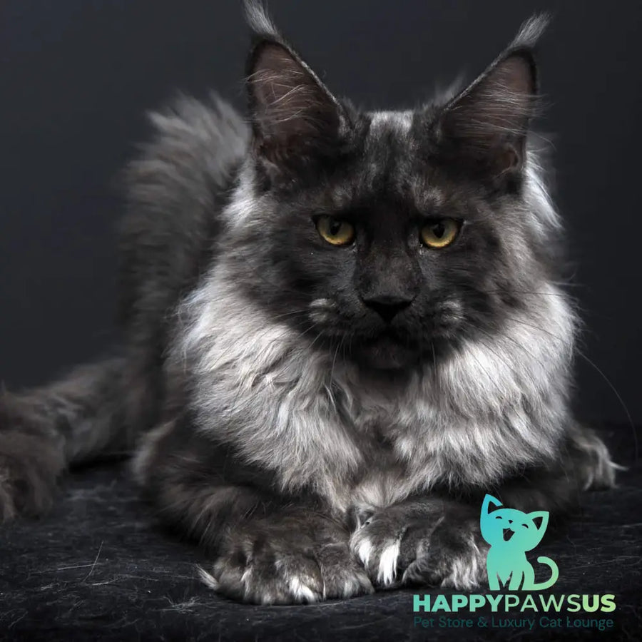 Evgeniy Maine Coon polydactyl 6x6x6x6 male black silver - live animals