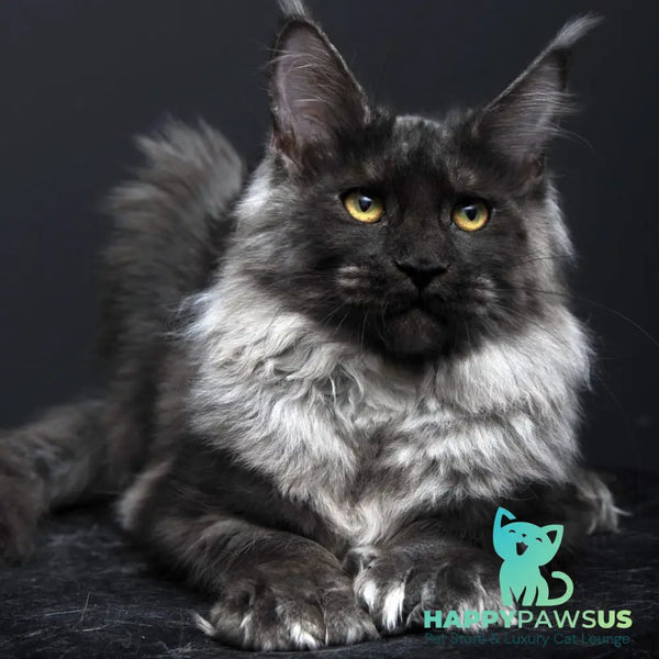 Evgeniy Maine Coon polydactyl 6x6x6x6 male black silver - live animals