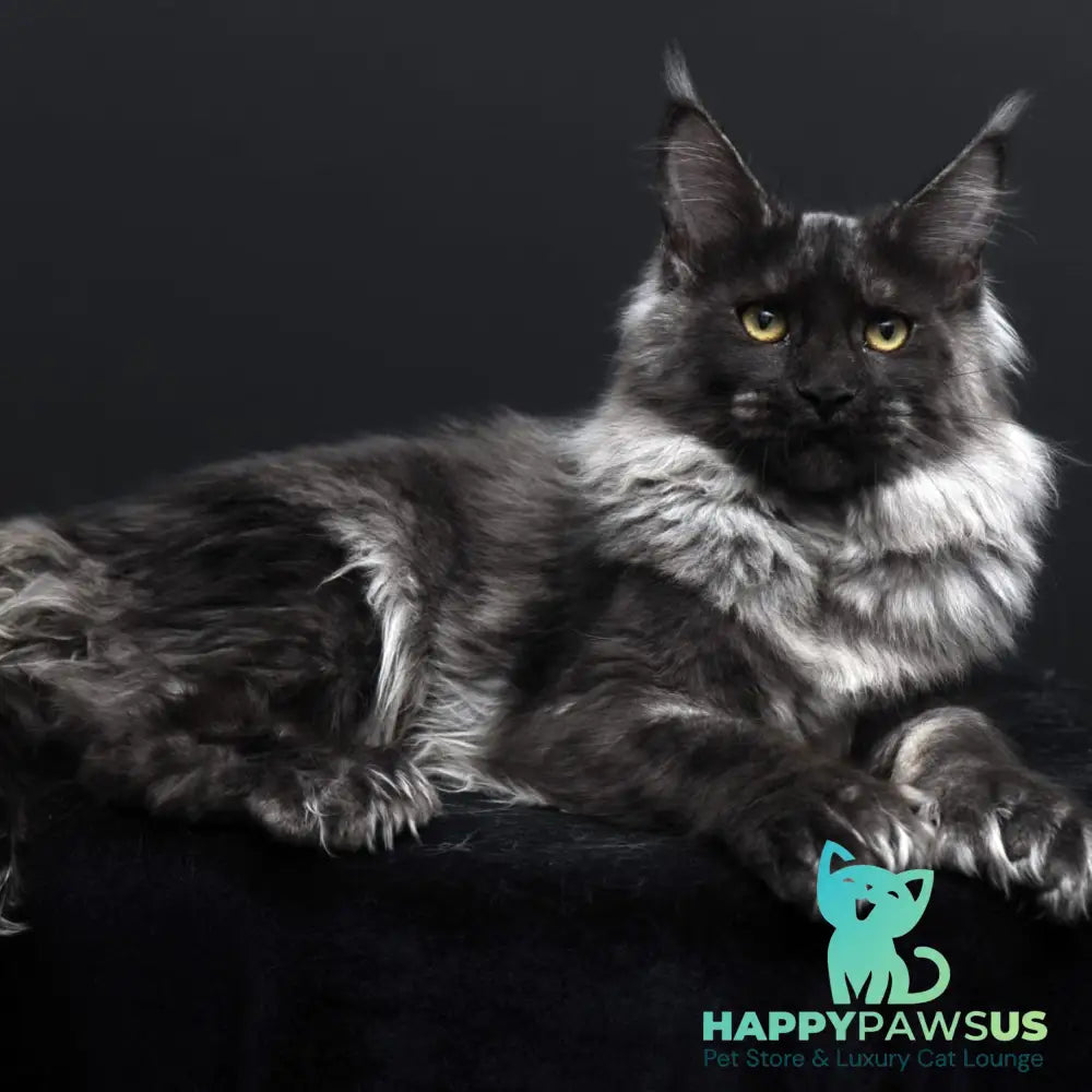 Evgeniy Maine Coon polydactyl 6x6x6x6 male black silver - live animals