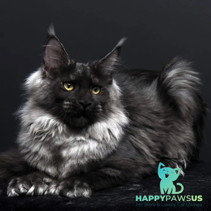 Evgeniy Maine Coon polydactyl 6x6x6x6 male black silver - live animals