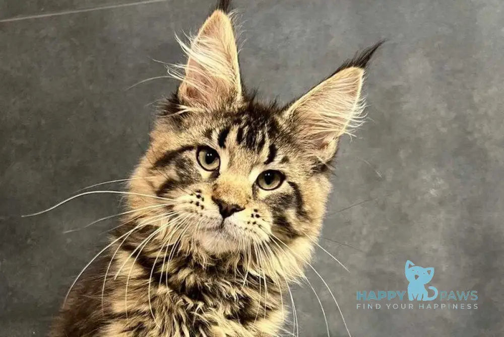 Evie Maine Coon female black tabby live animals