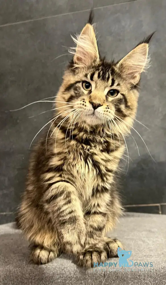 Evie Maine Coon female black tabby live animals