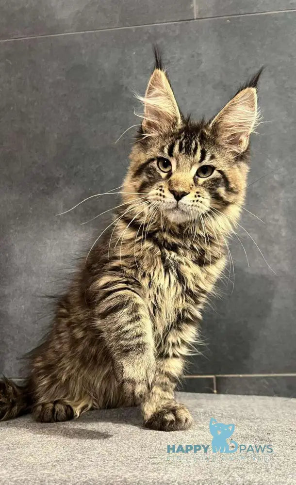 Evie Maine Coon female black tabby live animals