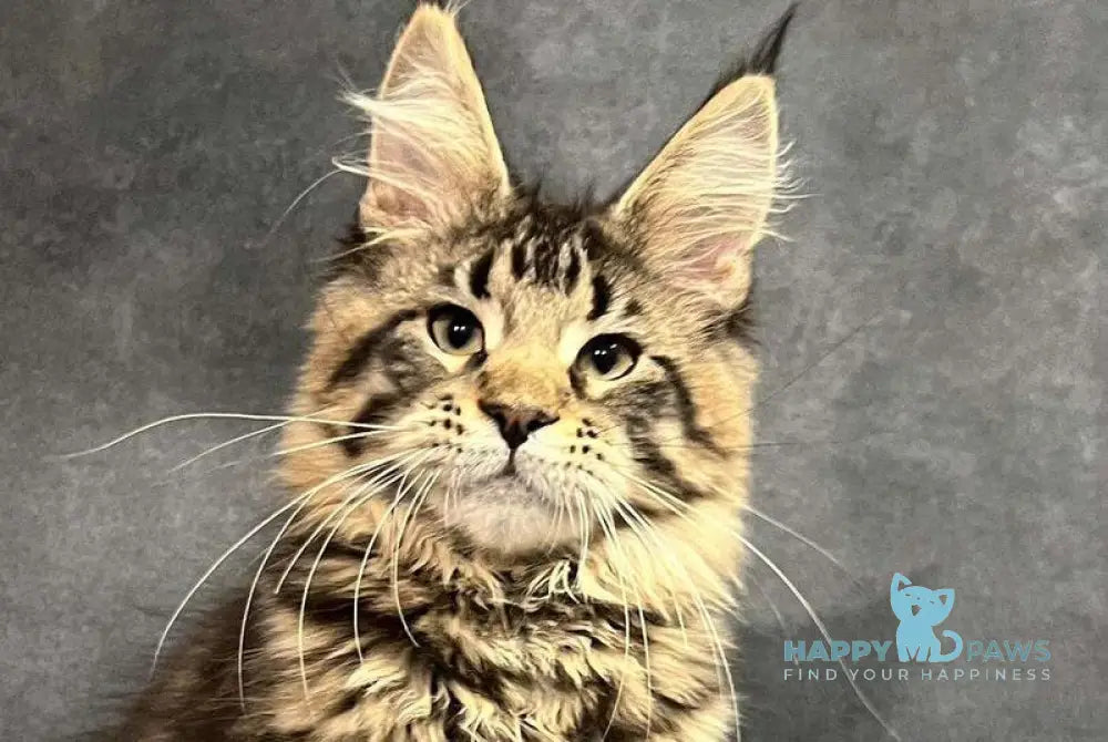 Evie Maine Coon female black tabby live animals