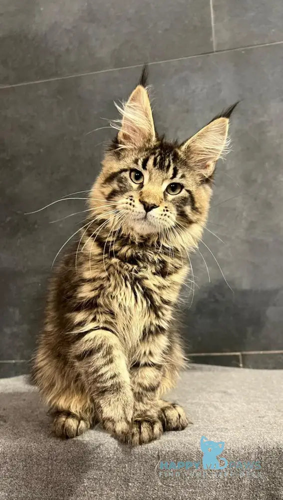 Evie Maine Coon female black tabby live animals