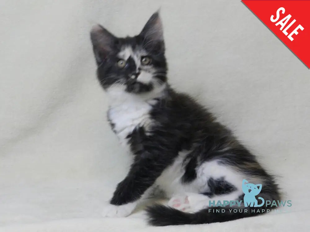 Evie Maine Coon female black tortie bicolour live animals