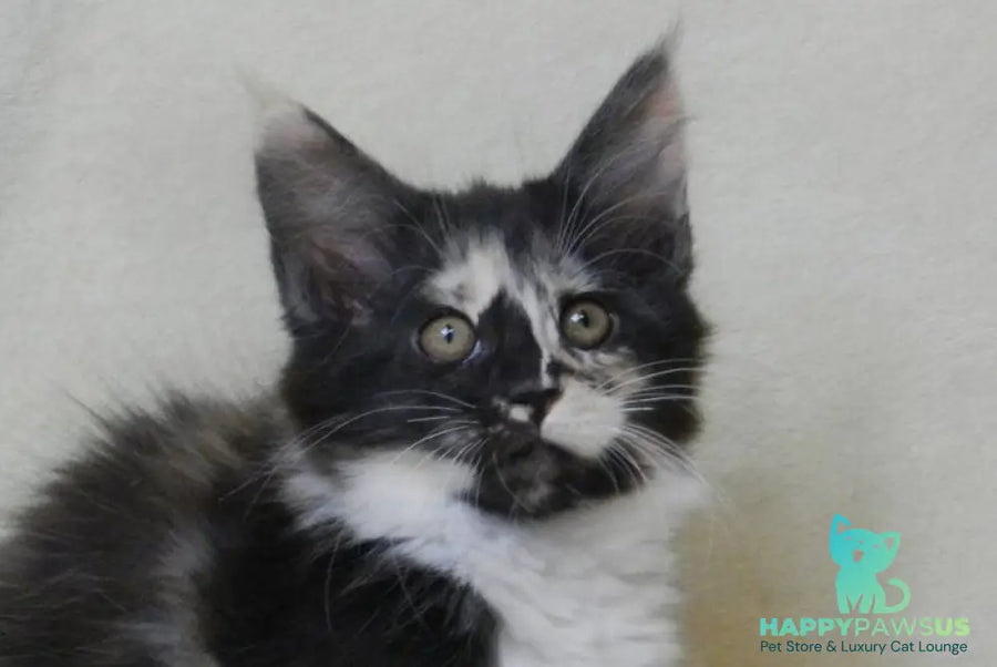 Evie Maine Coon female black tortie bicolour live animals