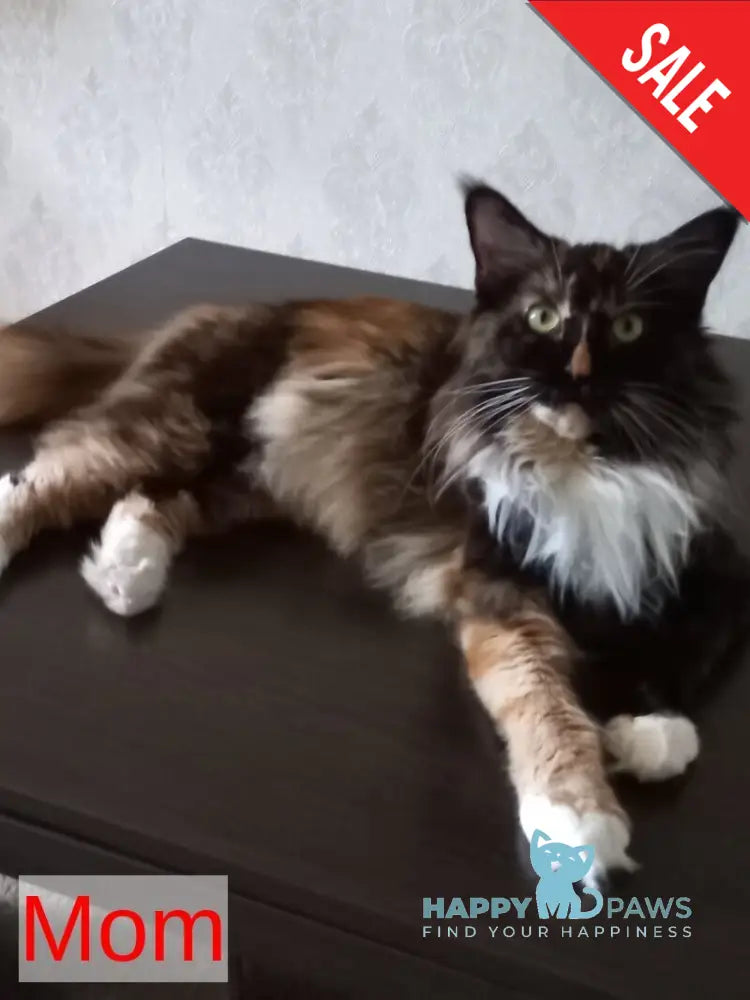Evie Maine Coon female black tortie bicolour live animals